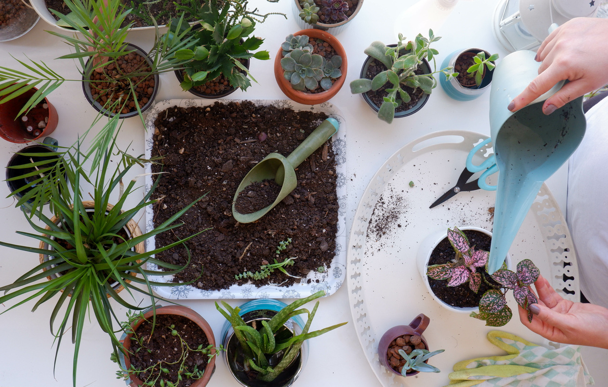 Plantando hypoestes e outras plantas em pequeno vaso
