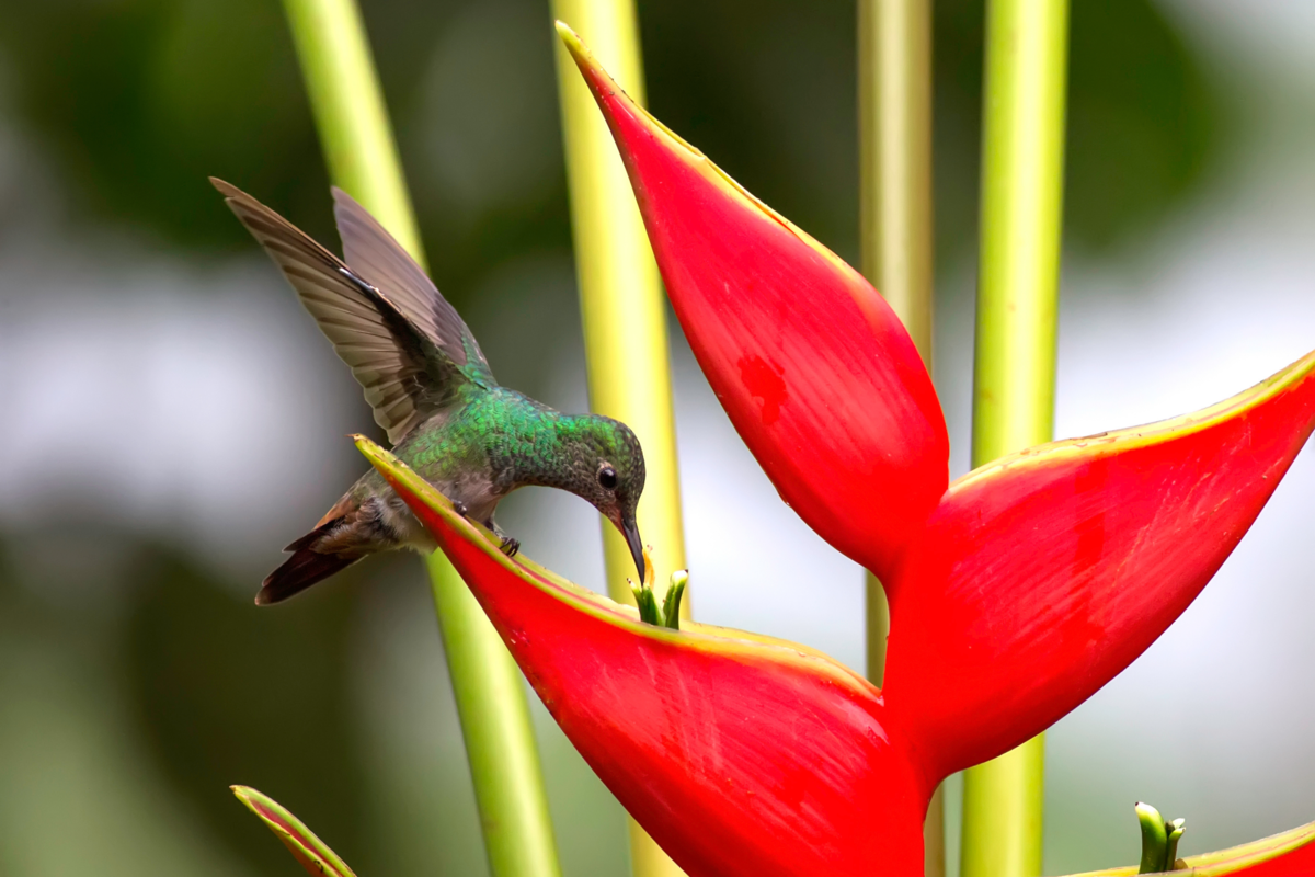 Beija-flor sugando néctar de flor de helicônia