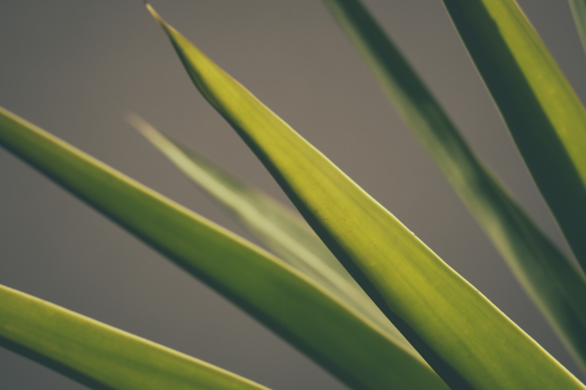 Close up em folhas verdes de dracena marginata