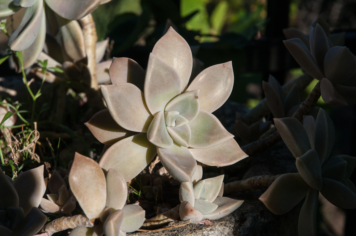 Planta graptopetalum paraguayense