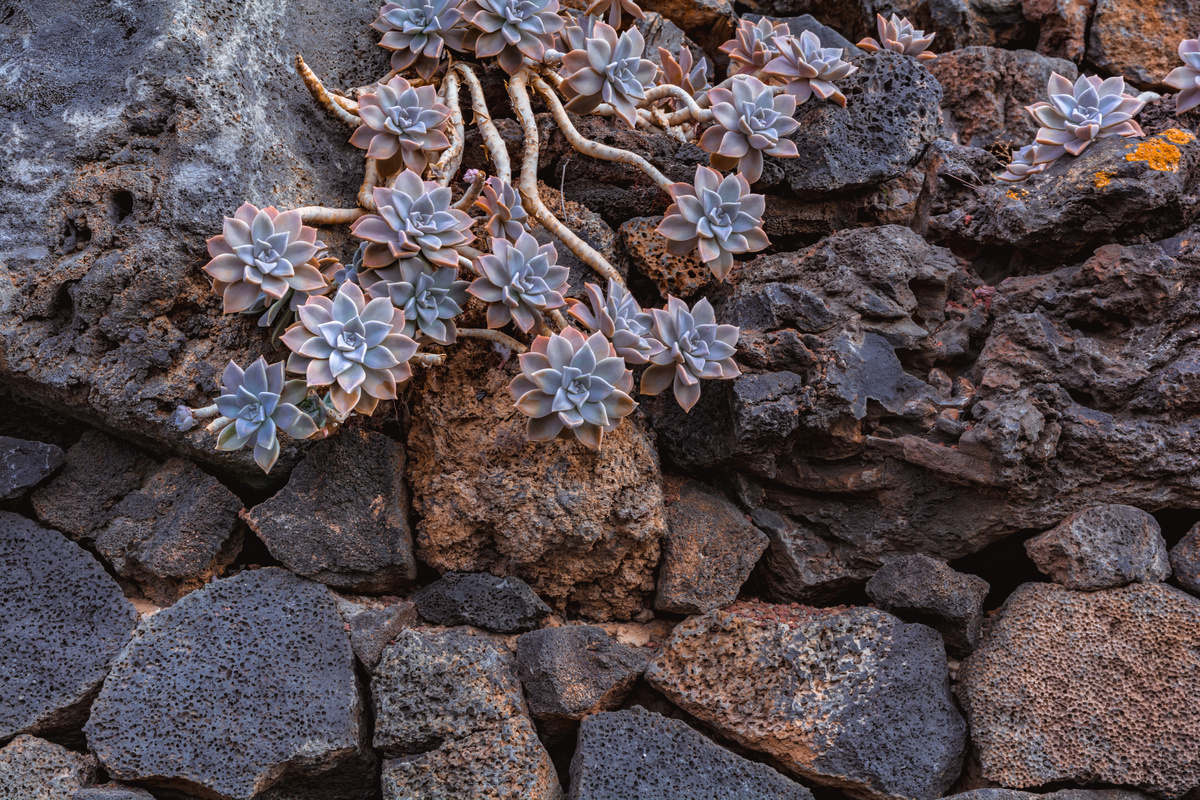 Graptopetalum paraguayense pendente em rochas 