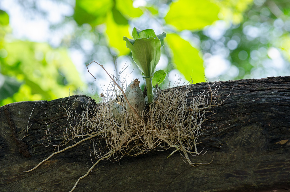 Planta crescendo raízes em tronco