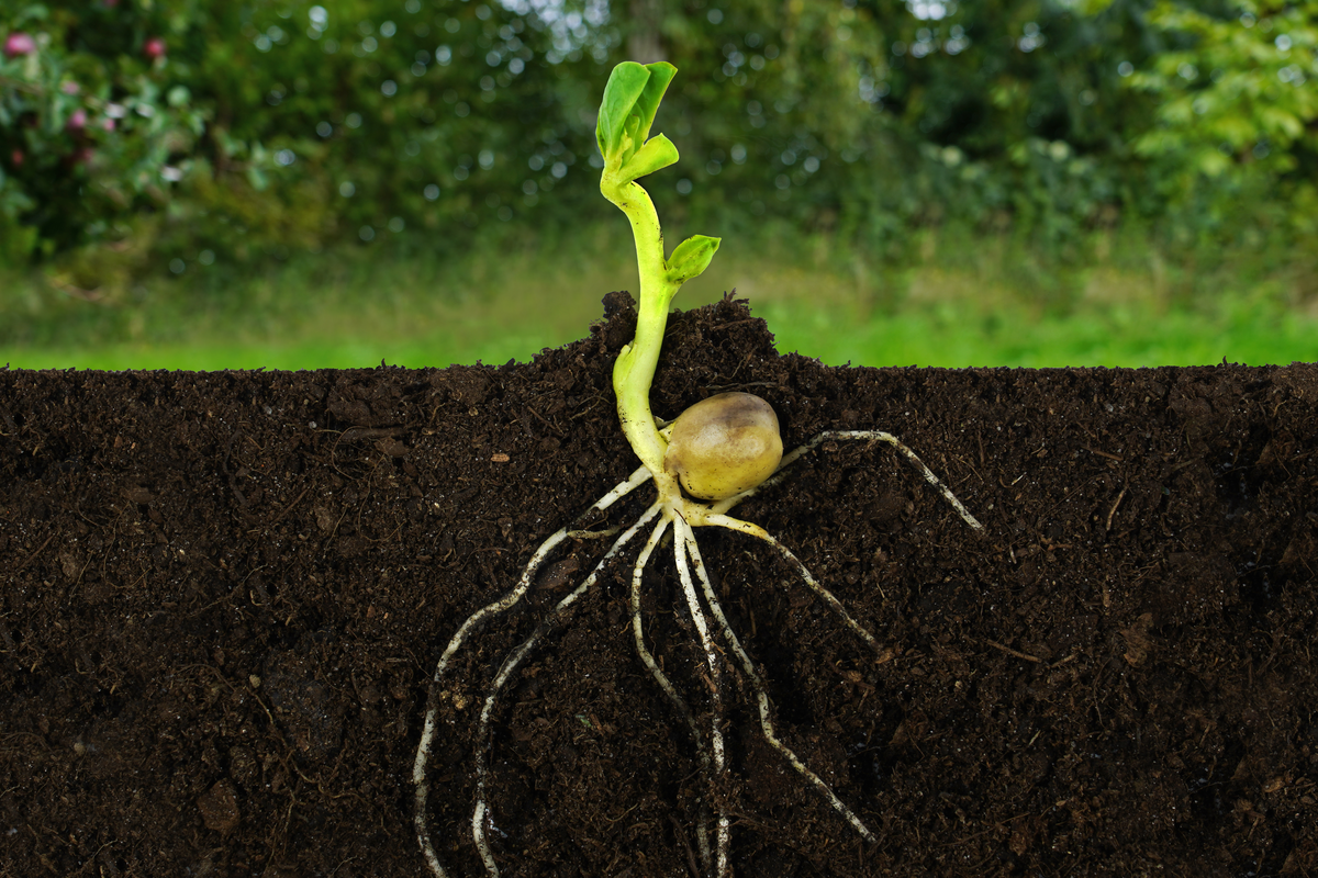 Planta com raízes sob a terra