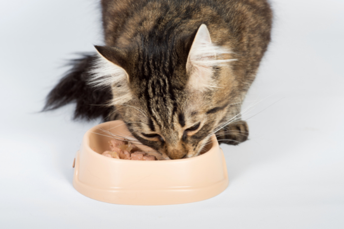 Gato comendo na vasilha 