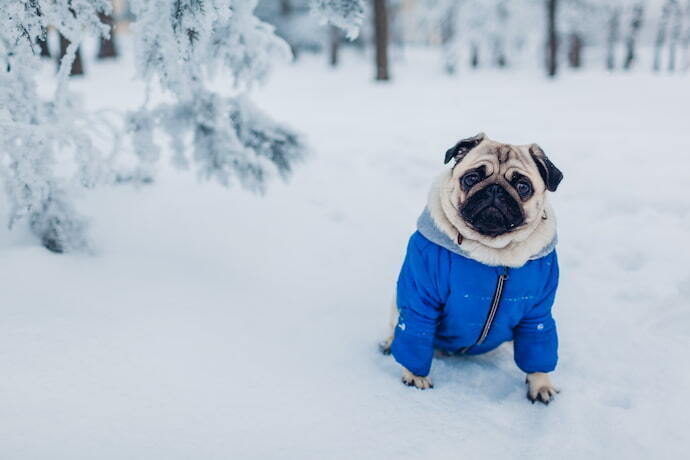 Cachorro com roupa de frio