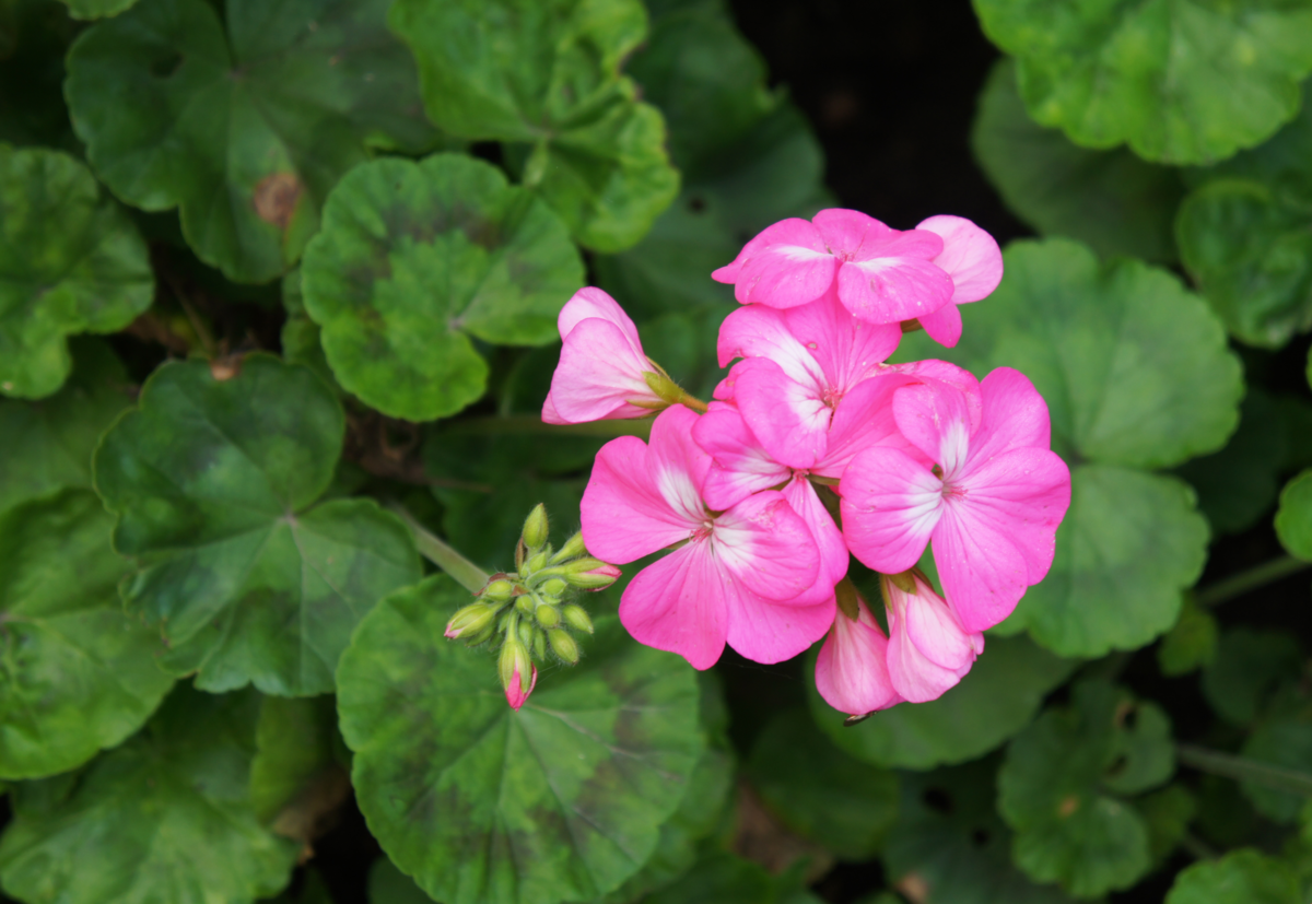 Flor gerânio: como cuidar, os benefícios, significado e muito mais!