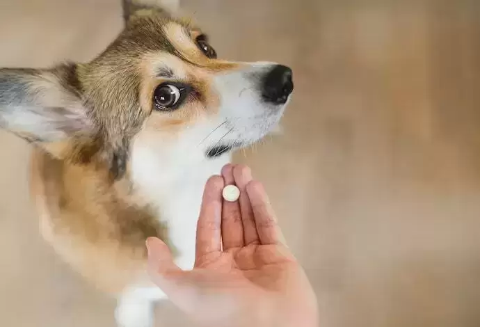 Pessoa segurando remédio na frente do cachorro