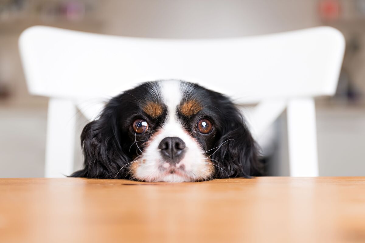 Cachorrinho com o rosto na mesa