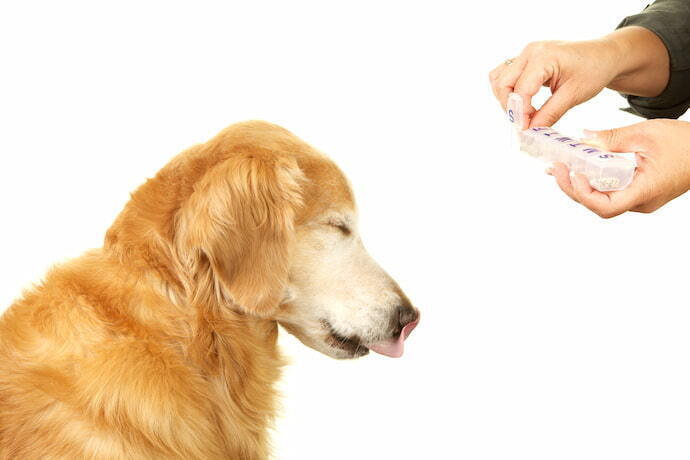 Cachorro tomando remédio