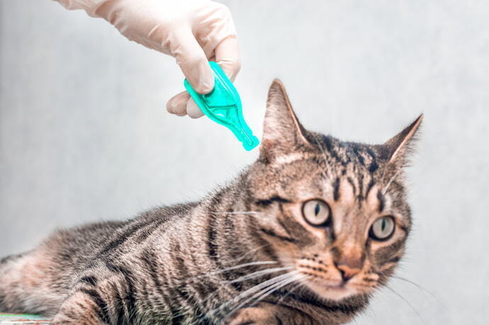 Aplicação de antipulgas em gato,