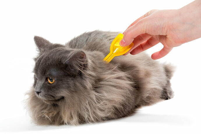 Aplicação de antipulgas em gato