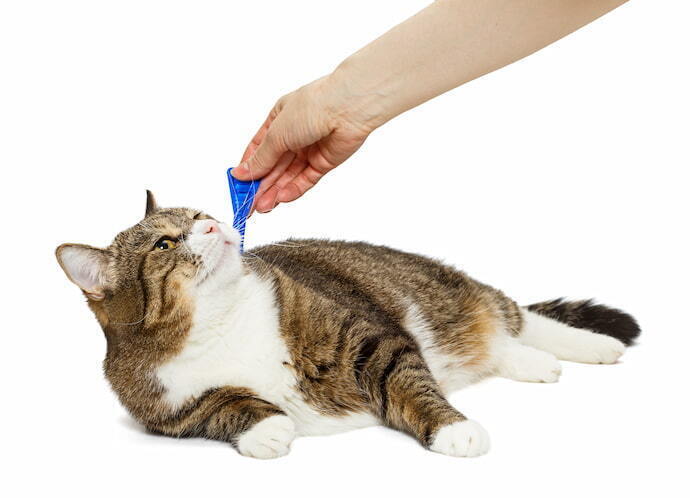 Aplicação de antipulgas em gato