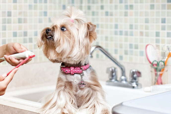 Colocando pasta de dente na escova para escovar os dentes do cachorro