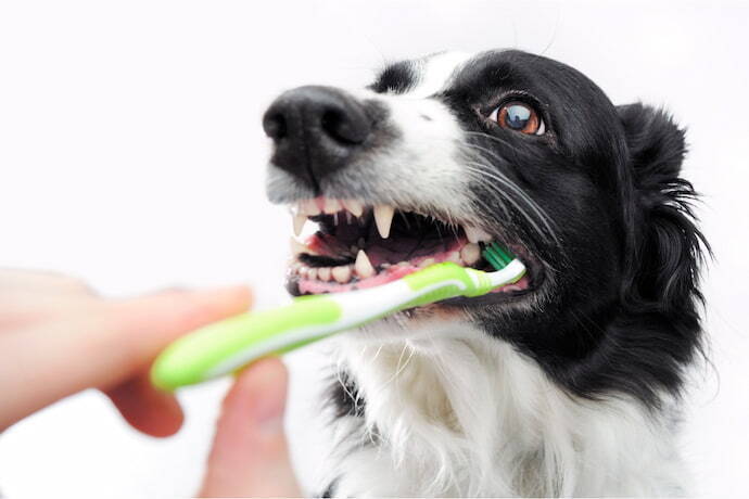 Cachorro com escova na boca