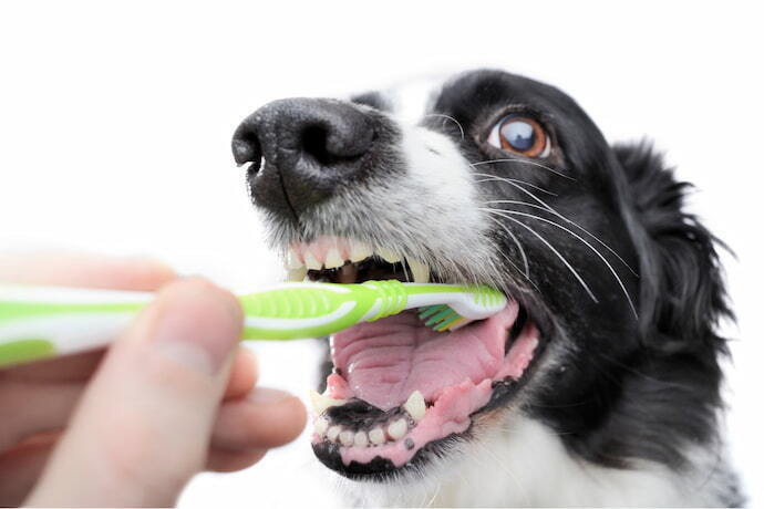 Cachorro com uma escova verde na boca