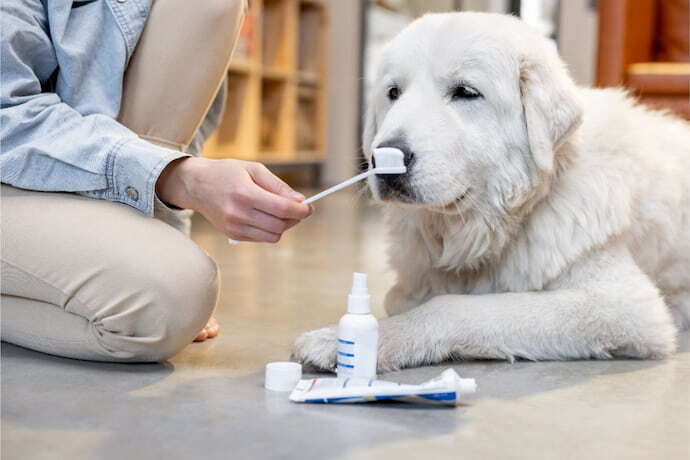 Cachorro pronto para escovar os dentes