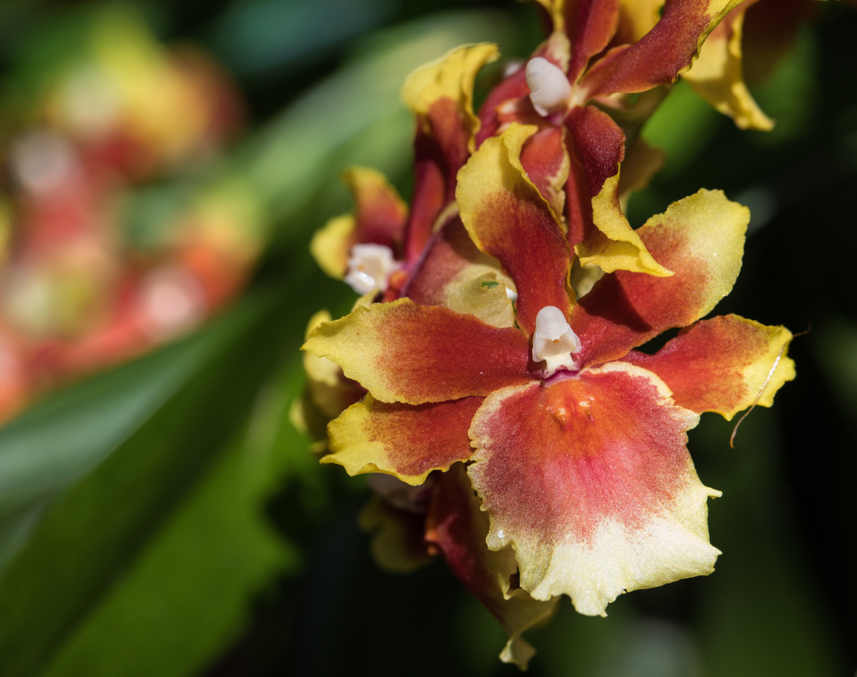 Orquídea Oncidium Sharry Baby Tricolor (amarela, vermelha e branca)