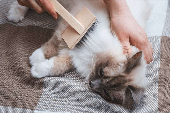 Gato sendo escovado