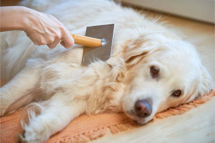 Pessoa escovando cachorro