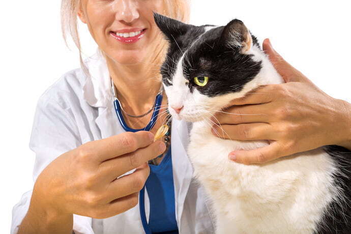 gato sendo medicado