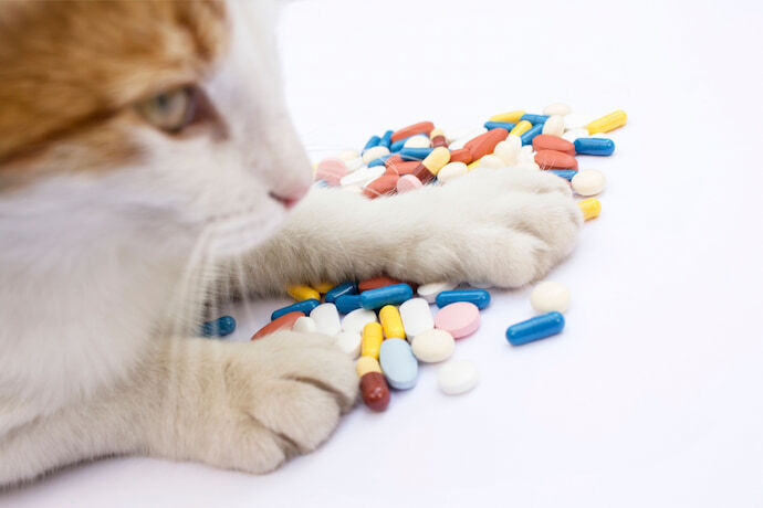 gato e medicamentos
