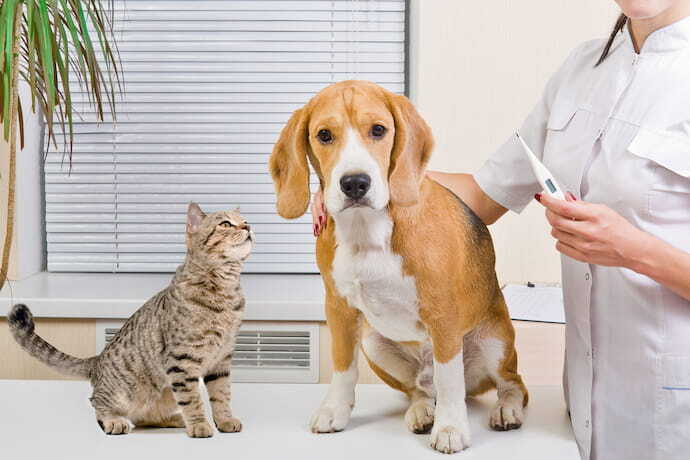 gato e cachorro em veterinário