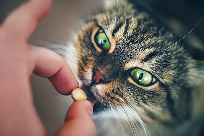 gato recebendo vermífugo em comprimido