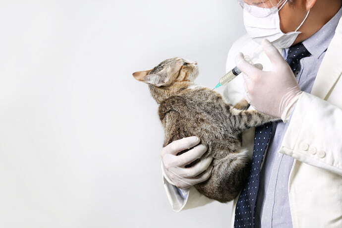 veterinário aplicando vermífugo injetável em gato
