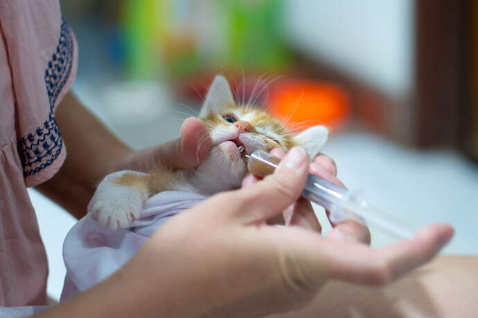 gatinho recebendo remédio líquido pela boca