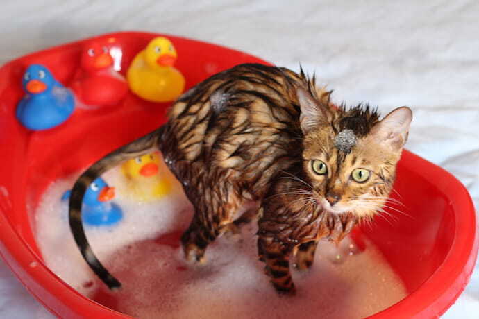 Gato tomando banho