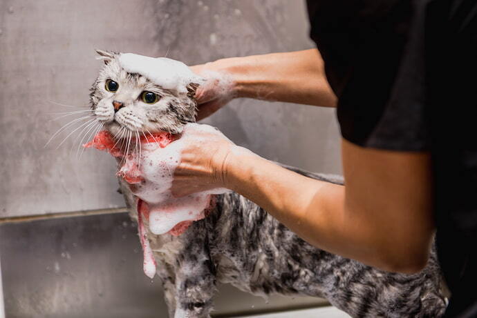 Gato tomando banho
