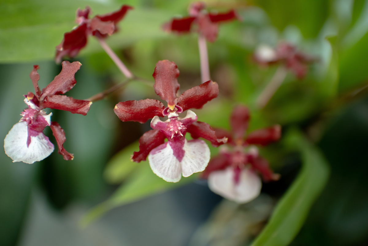 Orquídea chocolate marrom avermelhada e branca