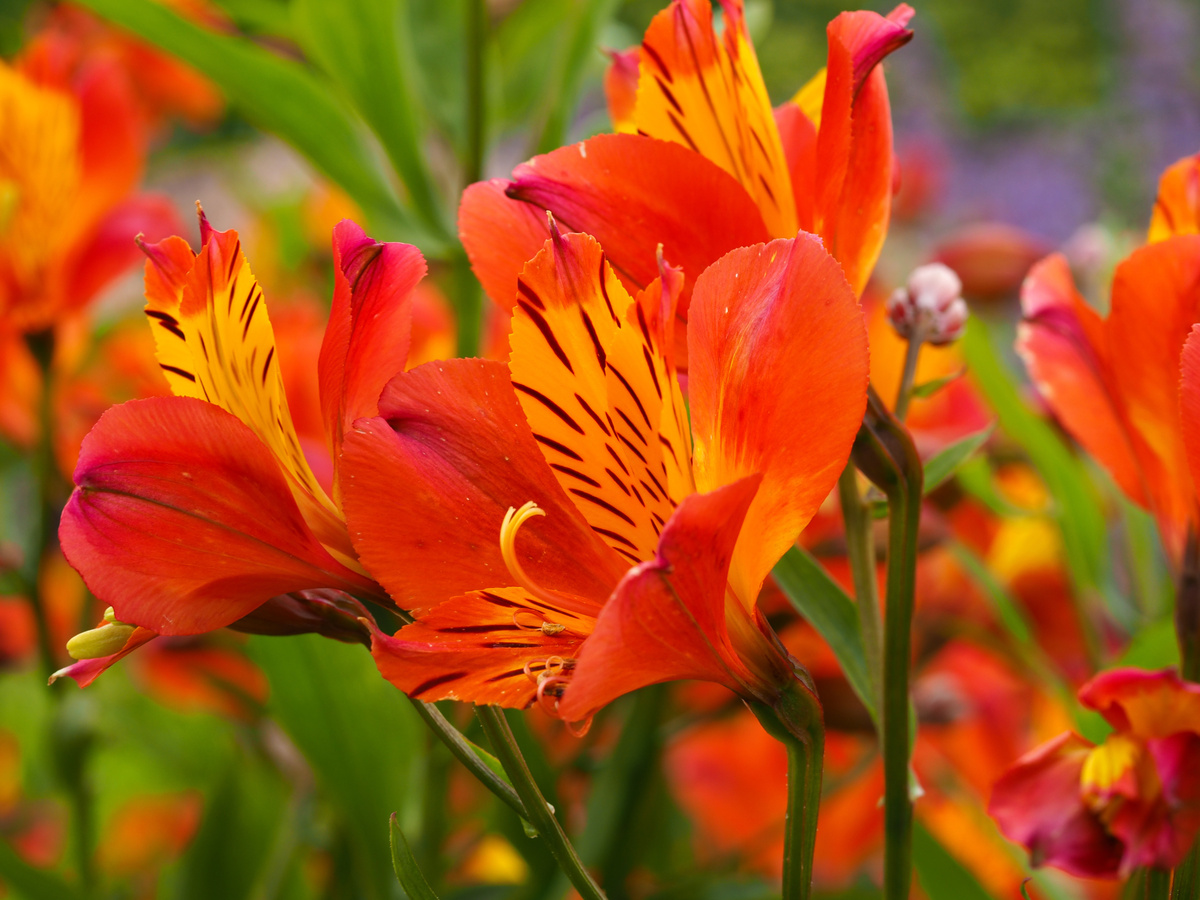Flor astromélia: conheça a flor, suas cores, significado e muito mais!