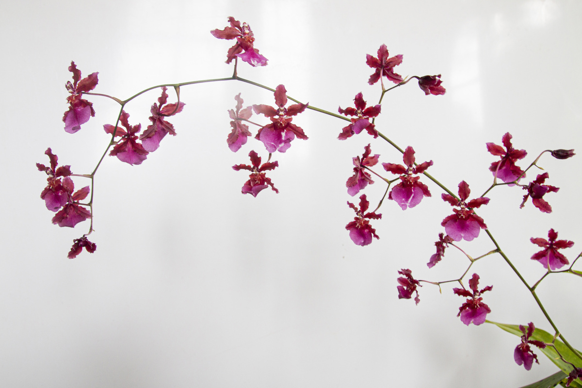 Galho florido de orquídea chocolate roxa e rosa