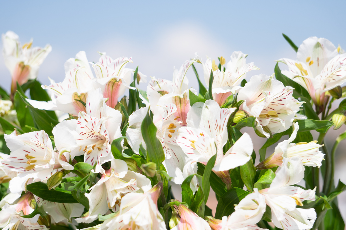 Flores brancas de astromélia