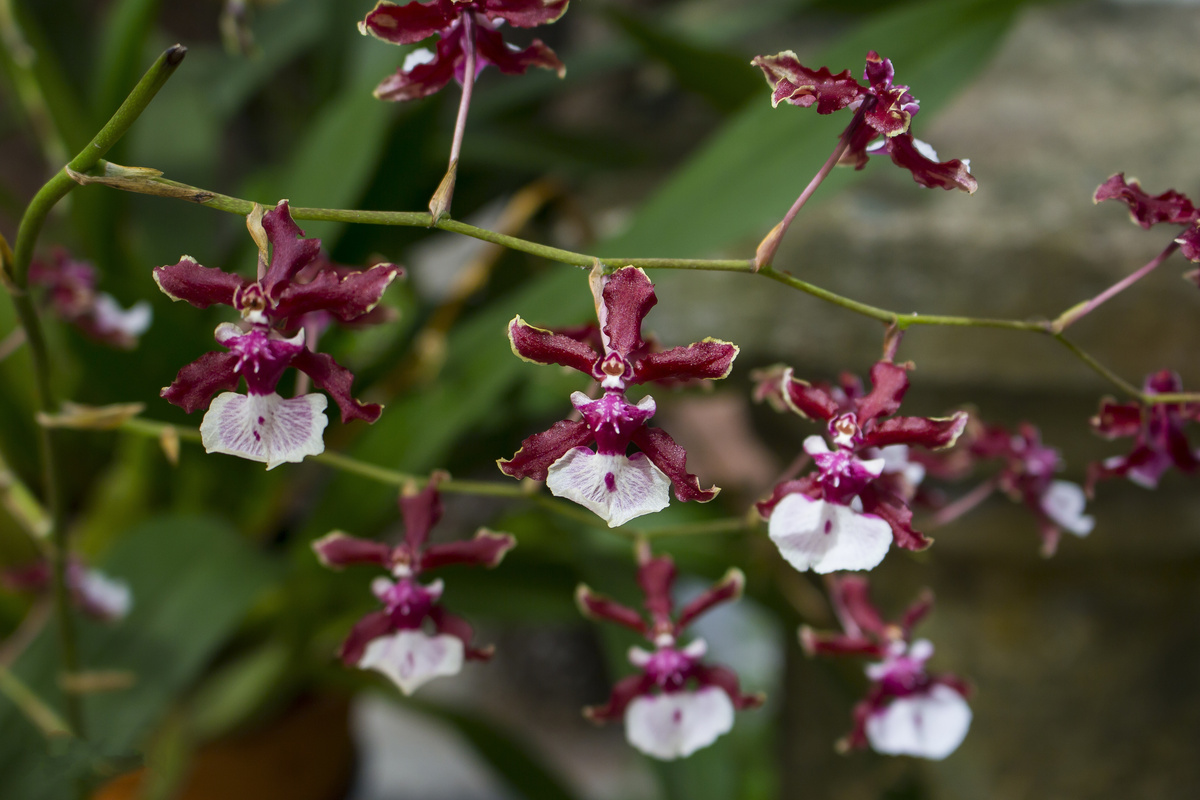 Orquídea Oncidium Sharry Baby Sweet Berry (roxa e branca)