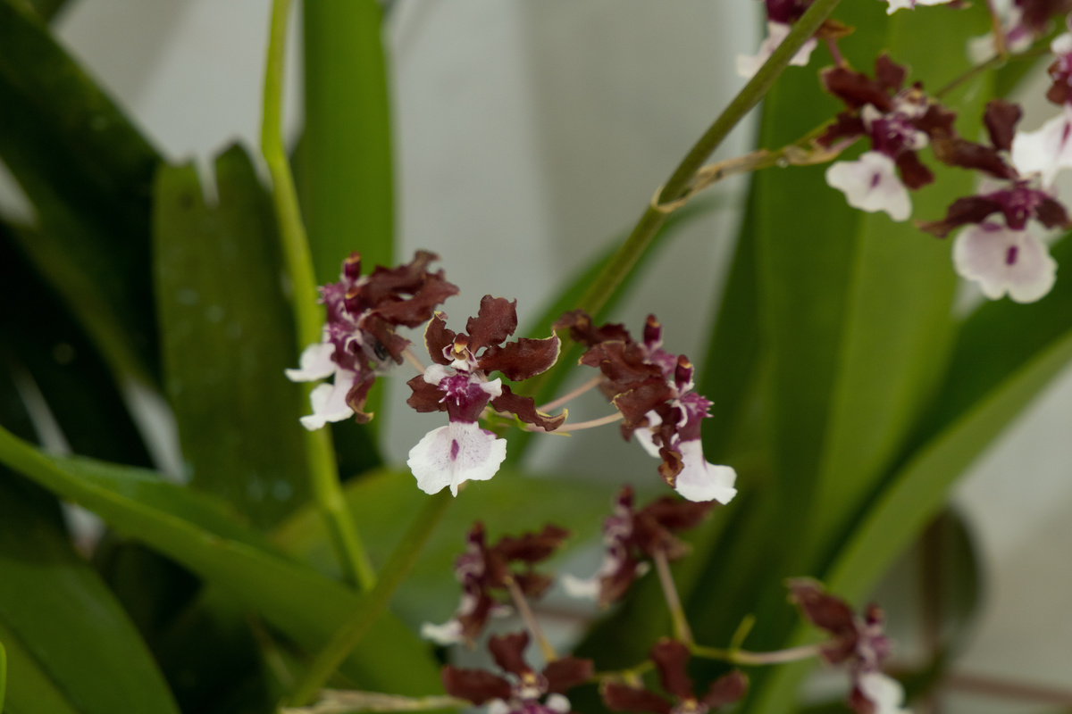 Orquídea Oncidium Sharry Baby Sweet Fragrance (roxa escura e branca)
