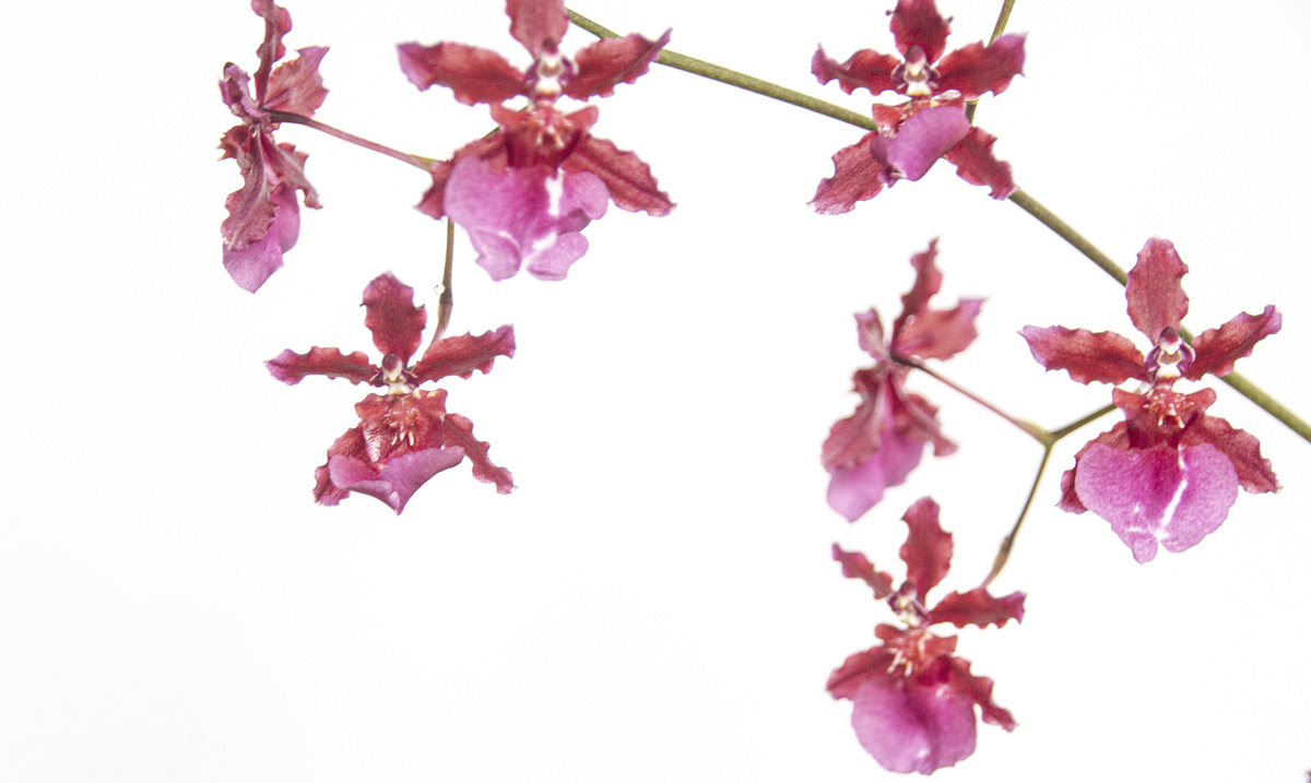 Galho de orquídea chocolate rosa
