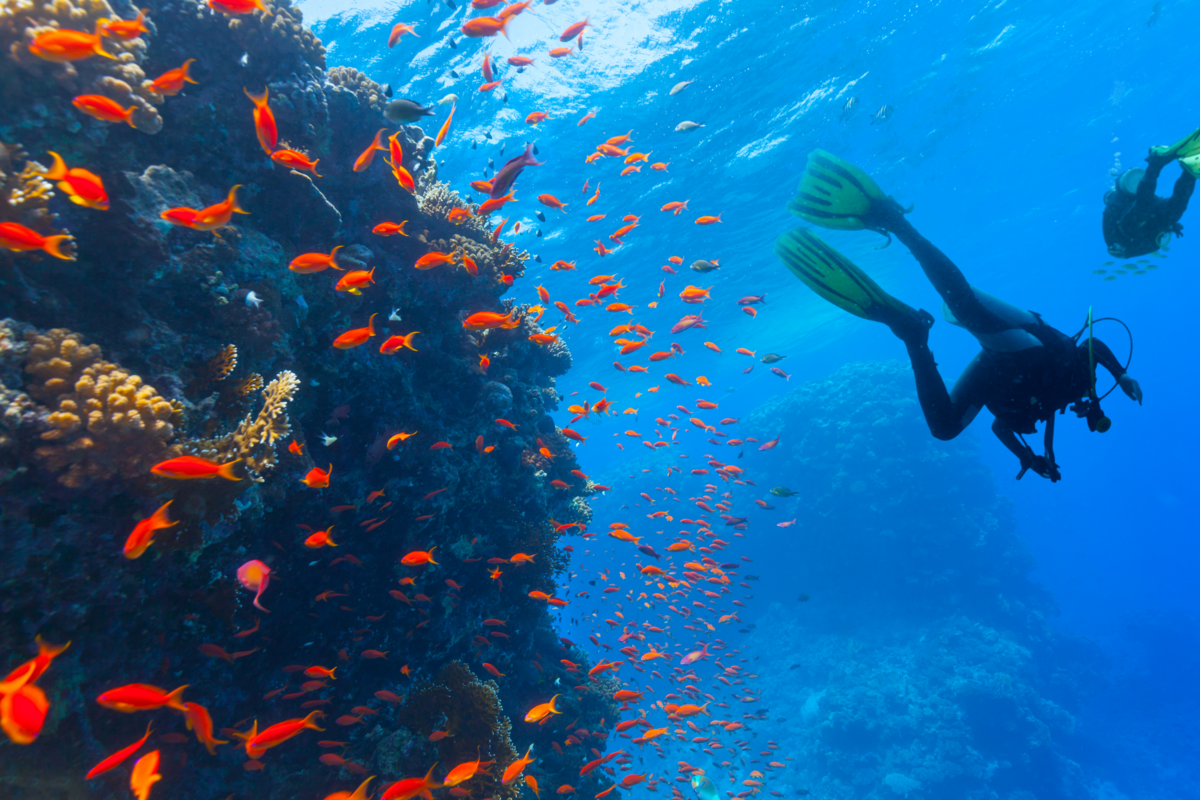 Duas pessoas mergulhando com cilindro próximas a corais e muitos peixinhos laranja