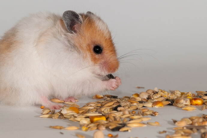 Hamster segurando pedaço de ração e comendo