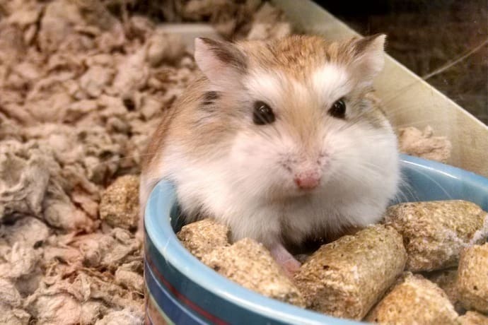 Hamster comendo ração